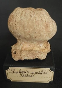 Eponge fossile siphonia pyriformis crétacé supérieur - Picture 1 of 4