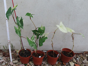 Philodendron Syngonium albo variegata Paket (Restbestand) Foto 22.4.24
