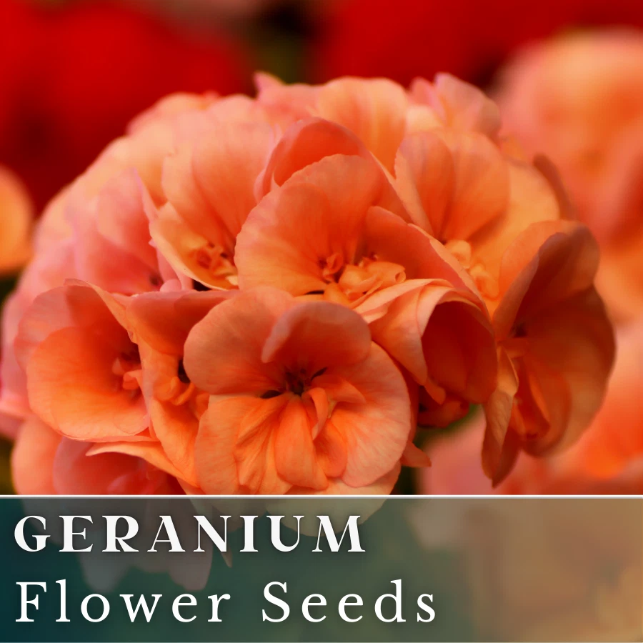 100+ семян герани — вихрь мандарина — ароматные — свежие семена цветов без ГМО - Изображение 1 из 4