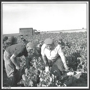 2009 -- LES VENDANGES A LAGORD . 3X695 - Picture 1 of 1