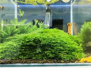 Mousse Aquarium Riccardia Chamedrifolia - Afbeelding 1 van 3