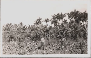 Kuba Ansicht einer Bananenplantage Vintage RPPC C098 - Bild 1 von 2