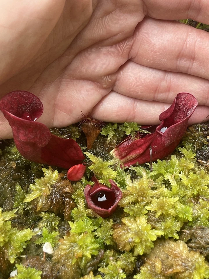 Pianta carnivora Sarracenia purpurea ssp. venosa ‘Ewelina’ Torba Dionea Fiori - Immagine 1 di 1