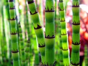 Equisetum Hyemale - Foto 1 di 1