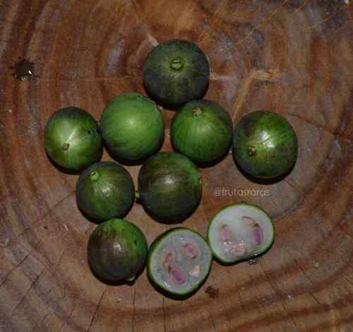 Watermelon Jaboticaba (Plinia aureana "Branca Rajada")