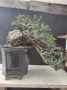 Bonsai Philirrea Yamadori - Foto 1 di 15