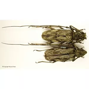 Neocerambyx gigas - Pair, beautiful, Huge size! M +85mm, F +90mm - Bild 1 von 1