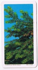 Brooke Bond Red Rose Tea Card #9 Eastern Hemlock Trees Of North America