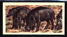 Brooke Bond Asian Wild Life (1962) Indian Wild Pig No. 47
