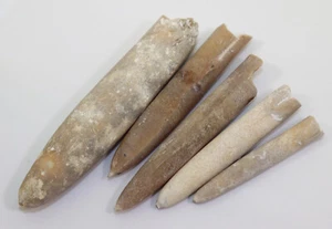 Belemniten, Belemnitella sp., Kreide, Campan, Lägerdorf, Deutschland -i375 - Picture 1 of 6