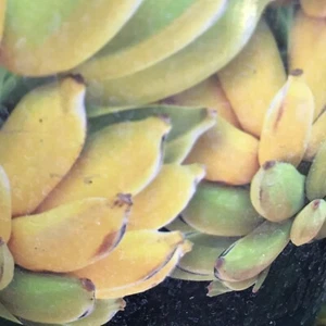 banana tree organic Plant (Chiquita Bananas ) - Picture 1 of 2