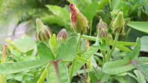 ABELMOSCHUS MOSCHATUS SEMI AMBRETTA - Foto 1 di 2