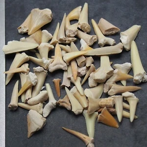 25 grams Shark Sand Tiger Tooth Teeth Fossil morocco Fossilien Megalodon - Picture 1 of 3