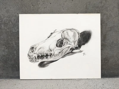 Impresión de dibujo de calavera de coyote original firmada bellas artes 1997 - COMO NUEVA Foto 1 de 4