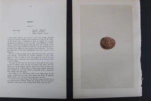 Birds, Nests, Eggs, F.O.Morris, 1875 - Picture 1 of 3