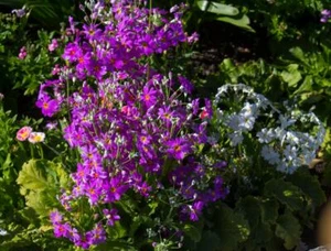 Primula Rosea Grandiflora 50 Seeds, Primrose - Picture 1 of 1