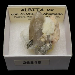 ALBITA xx y CUARZO AHUMADO (Mas Server, Massabe, Sils, Girona) #26818 / Albite - Bild 1 von 1