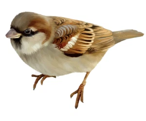 Set of 4 BIRDS - 2 ROBINS AND 2 SPARROWS VINYL DECALS LIFESIZE matte finish - Picture 1 of 4