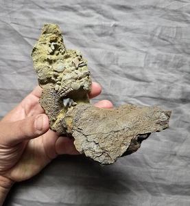 Dinosauro Hadrosauro portatile ossa fossili e denti in lancia a matrice Fm Wyoming - Foto 1 di 3
