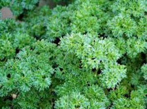 PARSLEY SEED, TRIPLE CURLED, HEIRLOOM,  NON GMO, 500 SEEDS,PARSLEY SEEDS - Picture 1 of 1