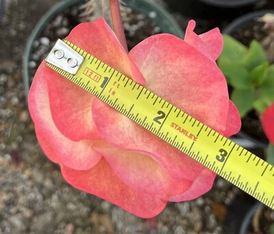 Euphorbia Milii UDOM PHON Crown of Thorns Corona de Cristo Cactus Thai Hybrid - Image 1 of 4