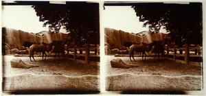 Dromadaire.Animaux.Animals.Camels.Vue stereo sur verre 6x13cm.Glass Stereo. - Picture 1 of 1