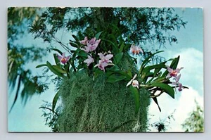 Postkarte Winding Pathways Zypressengärten schöne Orchideen Florida - Bild 1 von 2