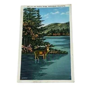 Postcard In His Native Wilds Deer Adirondack Mountains New York Vintage A344 - Picture 1 of 2