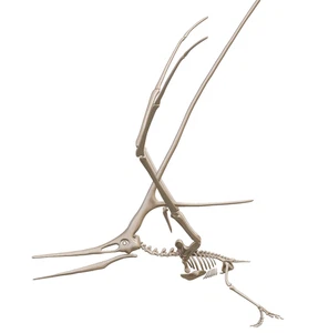 Impreso en 3D Nyctosaurus, reptil volador esqueleto modelo dinosaurio 1:2 - Imagen 1 de 4