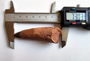 Diente de dinosaurio espinosaurio grande fósil real 73 mm - Imagen 1 de 7