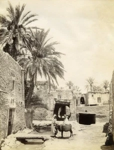 Algeria Sahara Oasis Biskra Donkey Mule Old Photo Neurdein 1890 - Foto 1 di 3