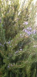 20 pcs-12 inch Organic Rosemary Sprigs/FRESH/ Carefully selected FREE ship - Picture 1 of 6