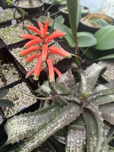Aloe ankaranensis *VERY RARE* tropical shade MINIATURE succulent Madagascar - Picture 1 of 15