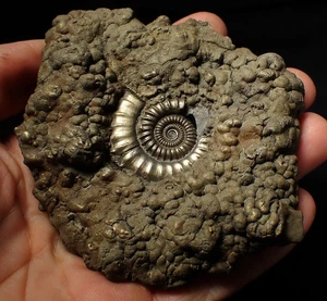 Huge Crucilobiceras pyrite ammonite fossil (102 mm) Jurassic Coast UK crystals - Picture 1 of 10