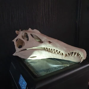 Spinosaurus Dinosaur Large Replica Skull - Picture 1 of 8