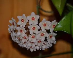 Hoya Carnosa - Hanging Plant, Wax Plant, Fragrant Blooms- Plant Cuttings Easy - Bild 1 von 6