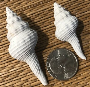2 HEILPRINIA CALOOSAENSIS FLORIDA FOSSIL SHELLS - EXTINCT - Picture 1 of 6