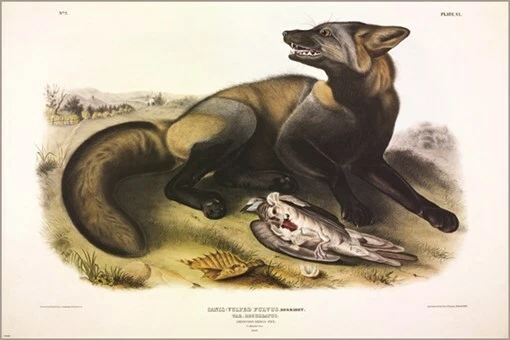 Póster artístico ilustración vintage American Cross-Fox de John James Audubon 20x30 Foto 1 de 1