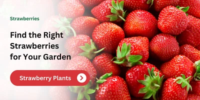 Quinalt Everbearing 50 Live Strawberry Plants, NON GMO, - Image 1 of 4