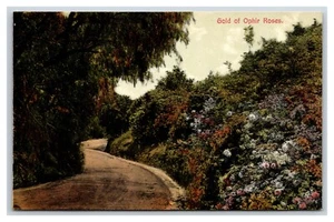 Garden of Gold Ophir Roses UNP Unused DB Postcard M17 - Picture 1 of 2