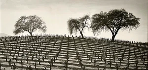 Original Signed PAT BRESS Gelatin Silver Photograph "3 Trees In The Vineyard" - Picture 1 of 8