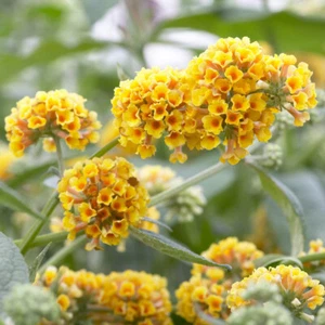 Flowering Shrub, Buddleia Sungold, Fragrant Yellow Blooms, 1 x 2L Pot - Picture 1 of 5