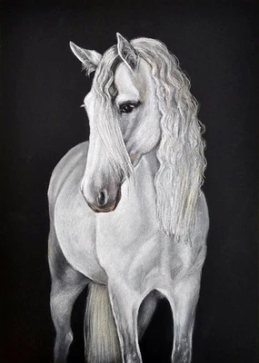 White Horse Pastel Drawing A3 Realistic Equine Art on Black Paper Grace & Power - Image 1 of 4