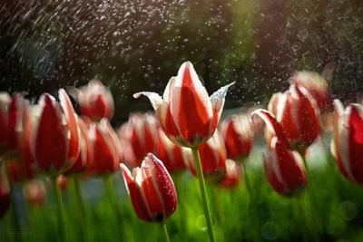 Trioplan Modification Helios 44 f,2/58мм  Soviet Lens Dreamy Swirly Bokeh M42 - Image 1 of 4