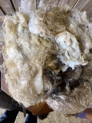 Icelandic fleece Really NICE, Raw unwashed, unskirted, 2.8 Pounds - Image 1 of 4