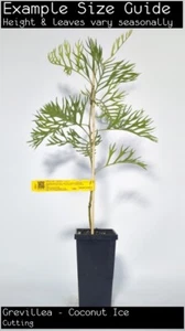 Grevillea - Coconut Ice (Grevillea banksii Alba x bipinnatifida) Tree Plant - Picture 1 of 3