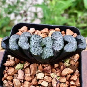 6CM Succulent Plant Haworthia Truncata Black Wouter Liliaceae Home Garden Plant - Picture 1 of 12