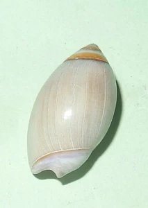 Olivella biplicata - OLIVIDAE - USA Sea Shell - 18mm F++ #1160 - Bild 1 von 2