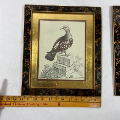 Antiguo + Original Estudio de Pájaros Tintados a Mano Londres 1828 Enmarcado Dorado 14x12 pulgadas Foto 1 de 4