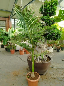Archontophoenix alexandrae Alexanderpalme 180-210cm elegante Kübelpalme Exotisch - Bild 1 von 2